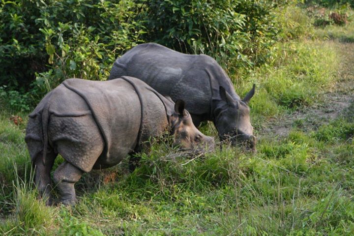 Bardiya National Park Tour