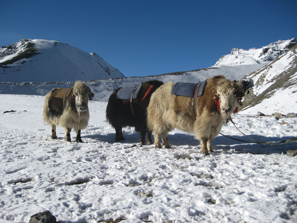 Manaslu Trek
