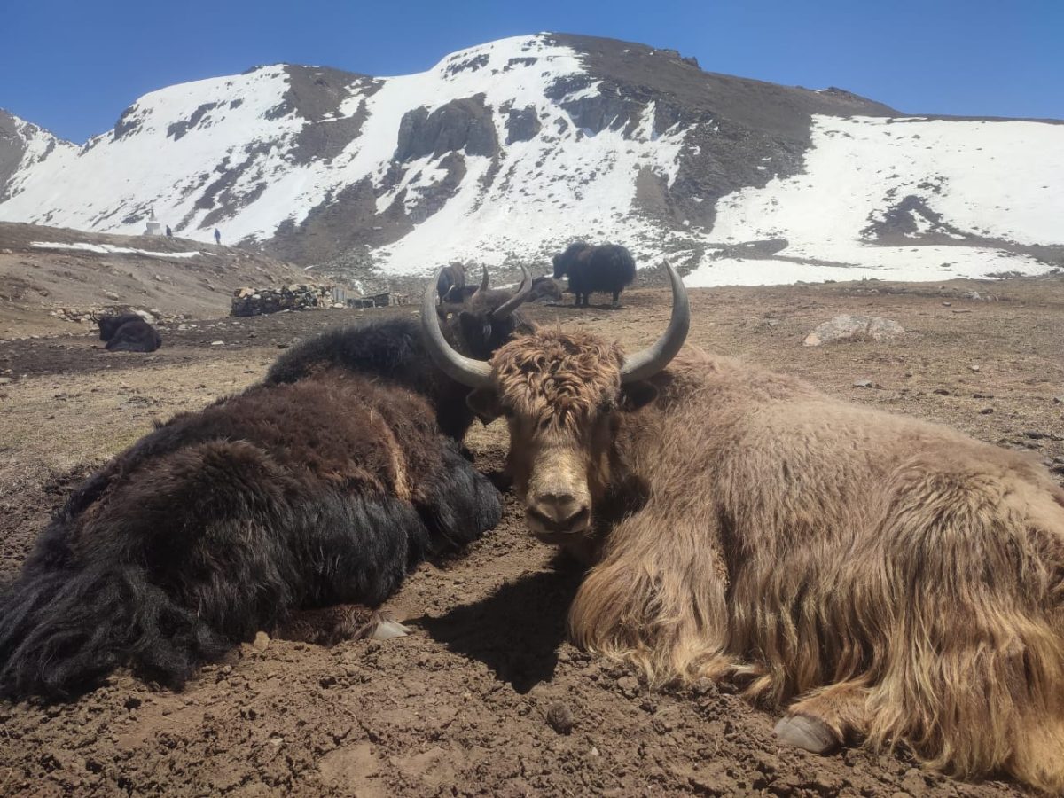 yak in manaslu circuit